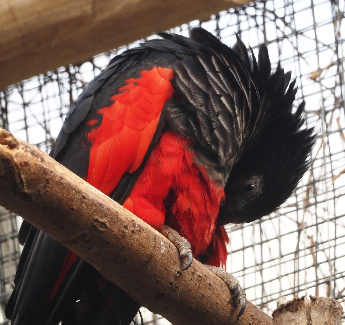 Pesquet's parrot (Psittrichas fulgidus), 2024-09-17