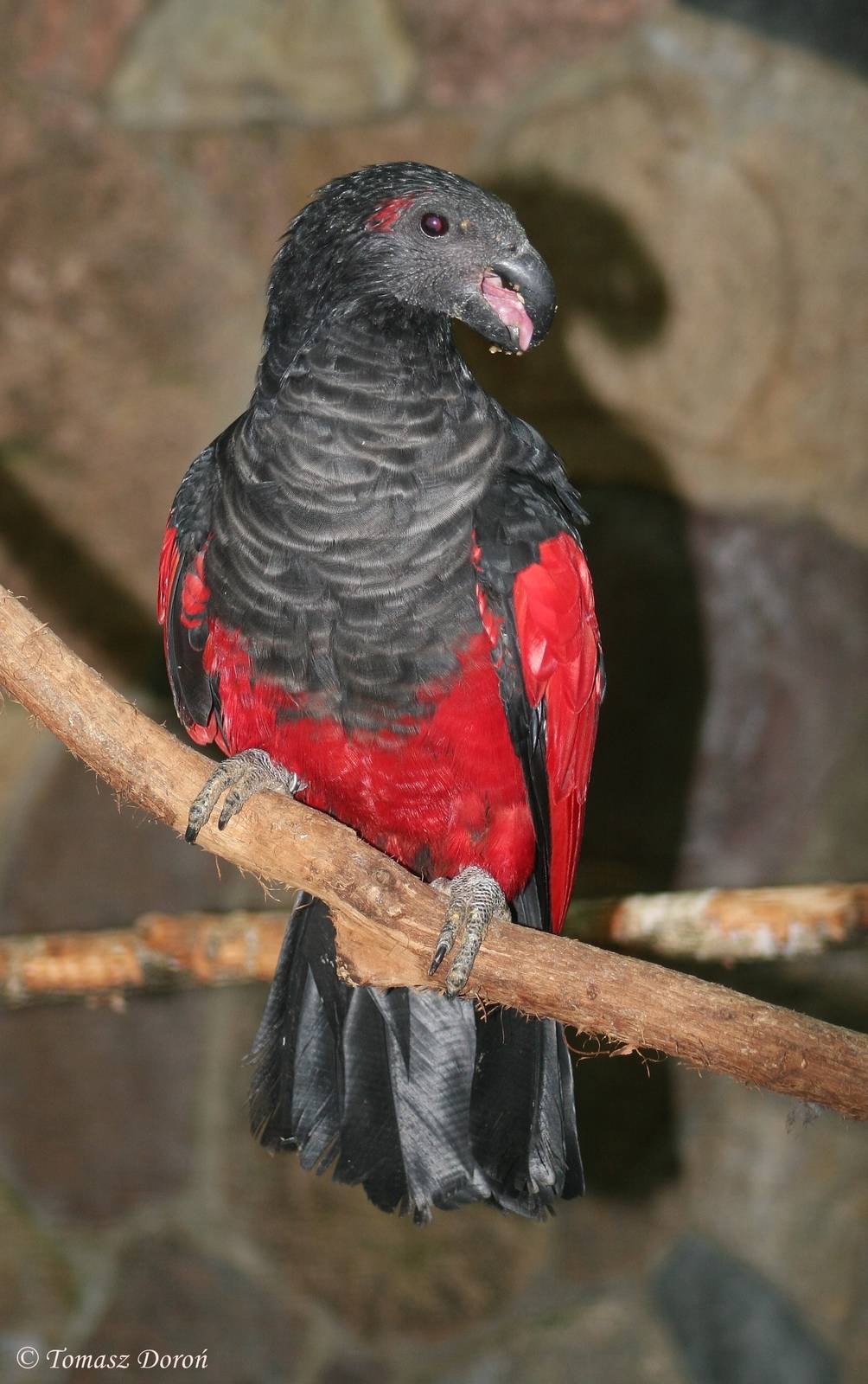 Pesquets Parrot (Psittrichas fulgidus)