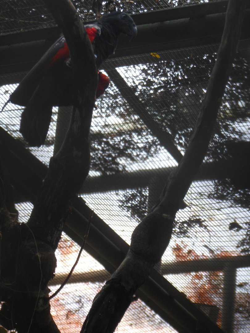 Pesquet's Parrot (Psittrichas fulgidus)