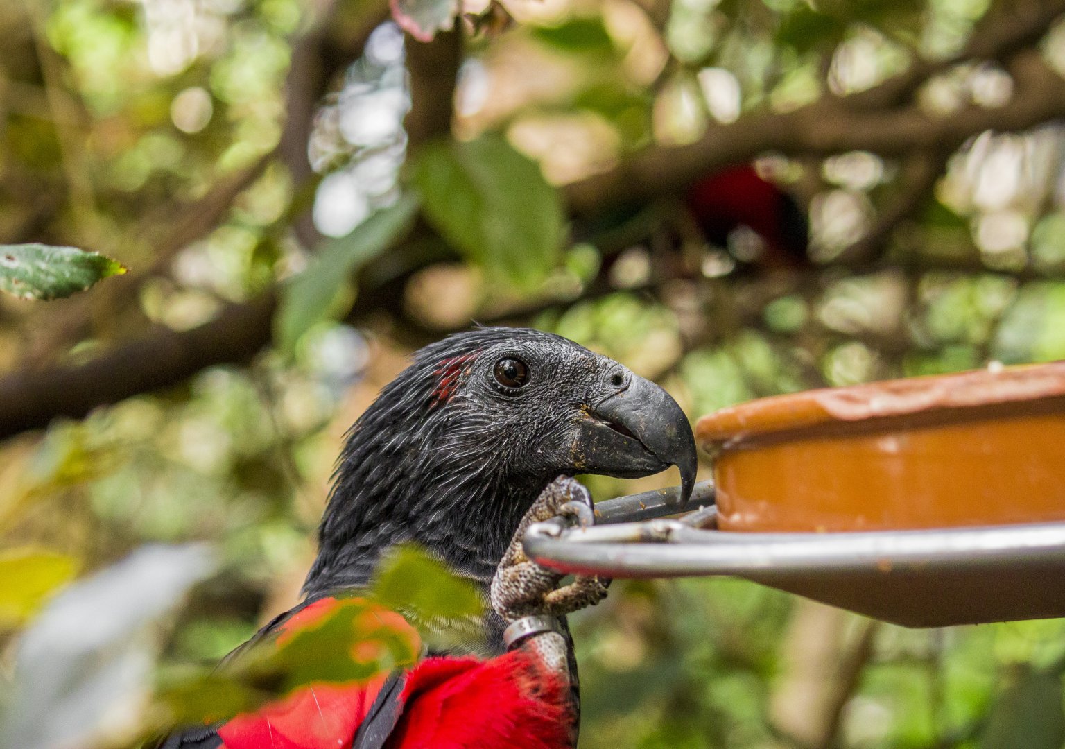 Pesquet's parrot, Psittrichas fulgidus