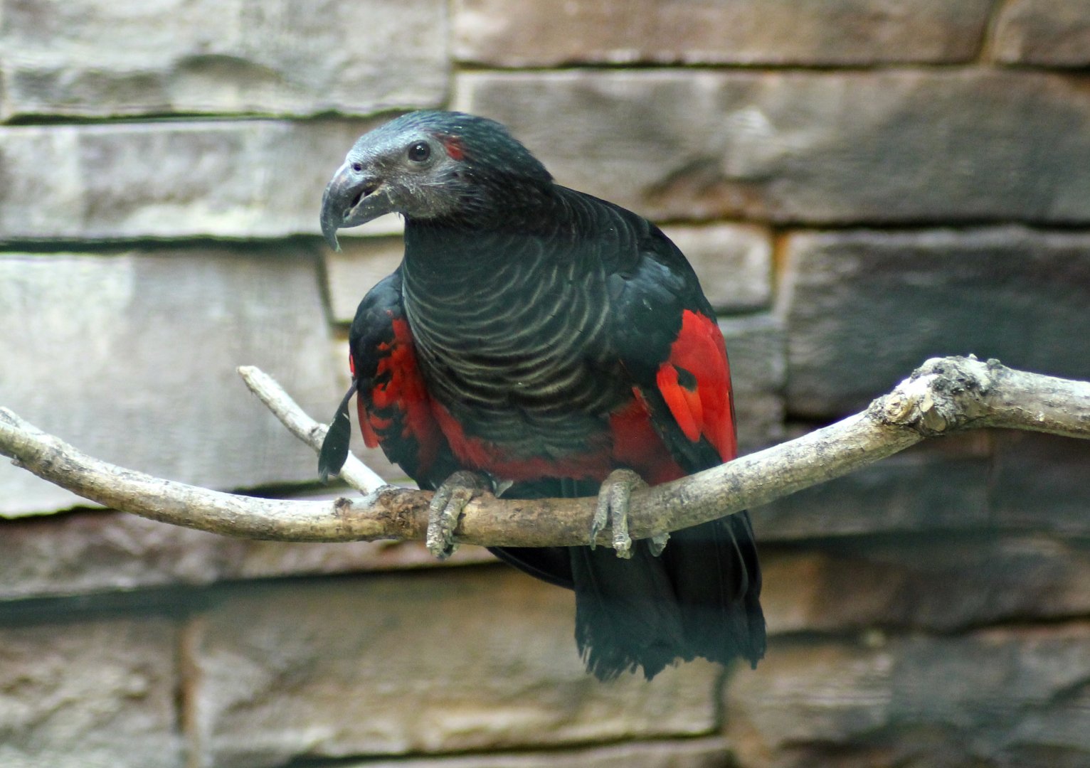 Pesquet's parrot (Psittrichas fulgidus)