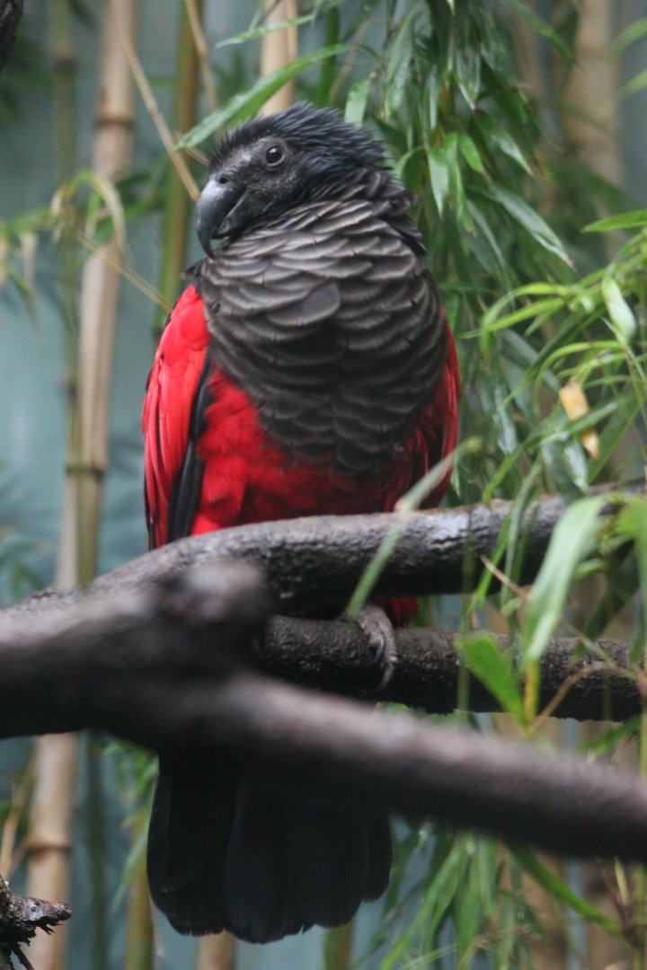 Pesquet's parrot (Psittrichas fulgidus)