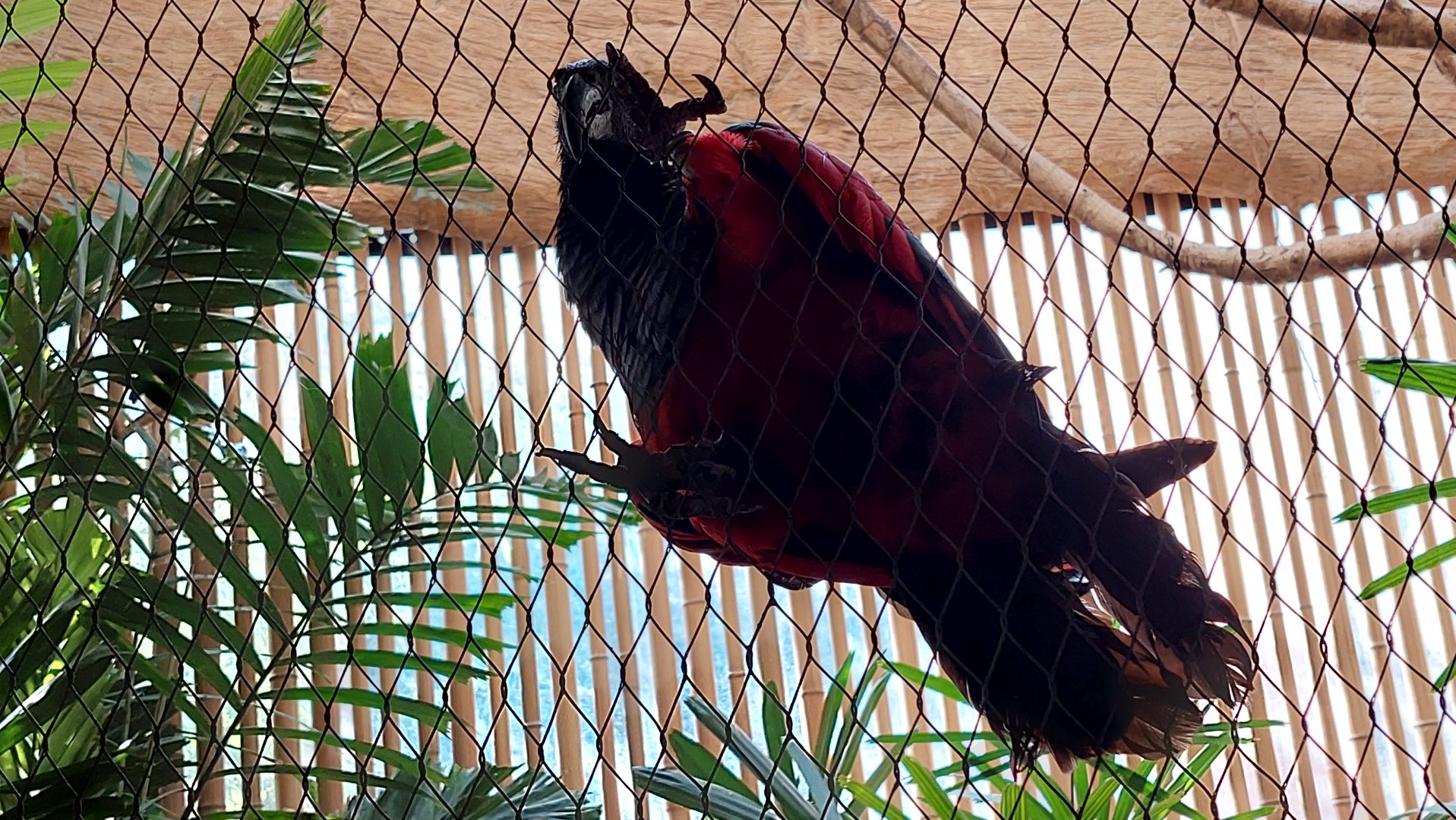 Pesquet's Parrot (Psittrichas fulgidus)
