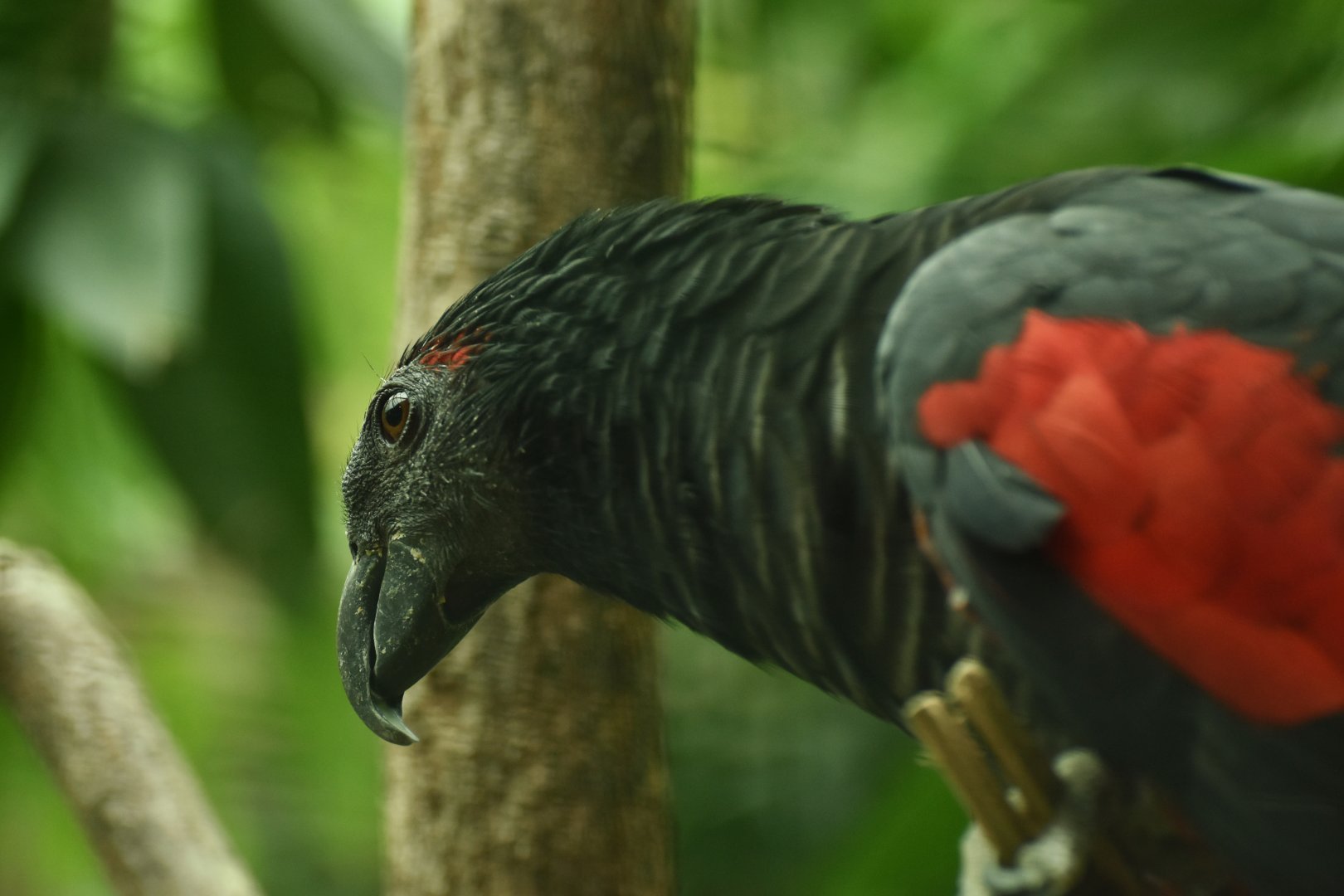 Pesquet's Parrot Psittrichas fulgidus