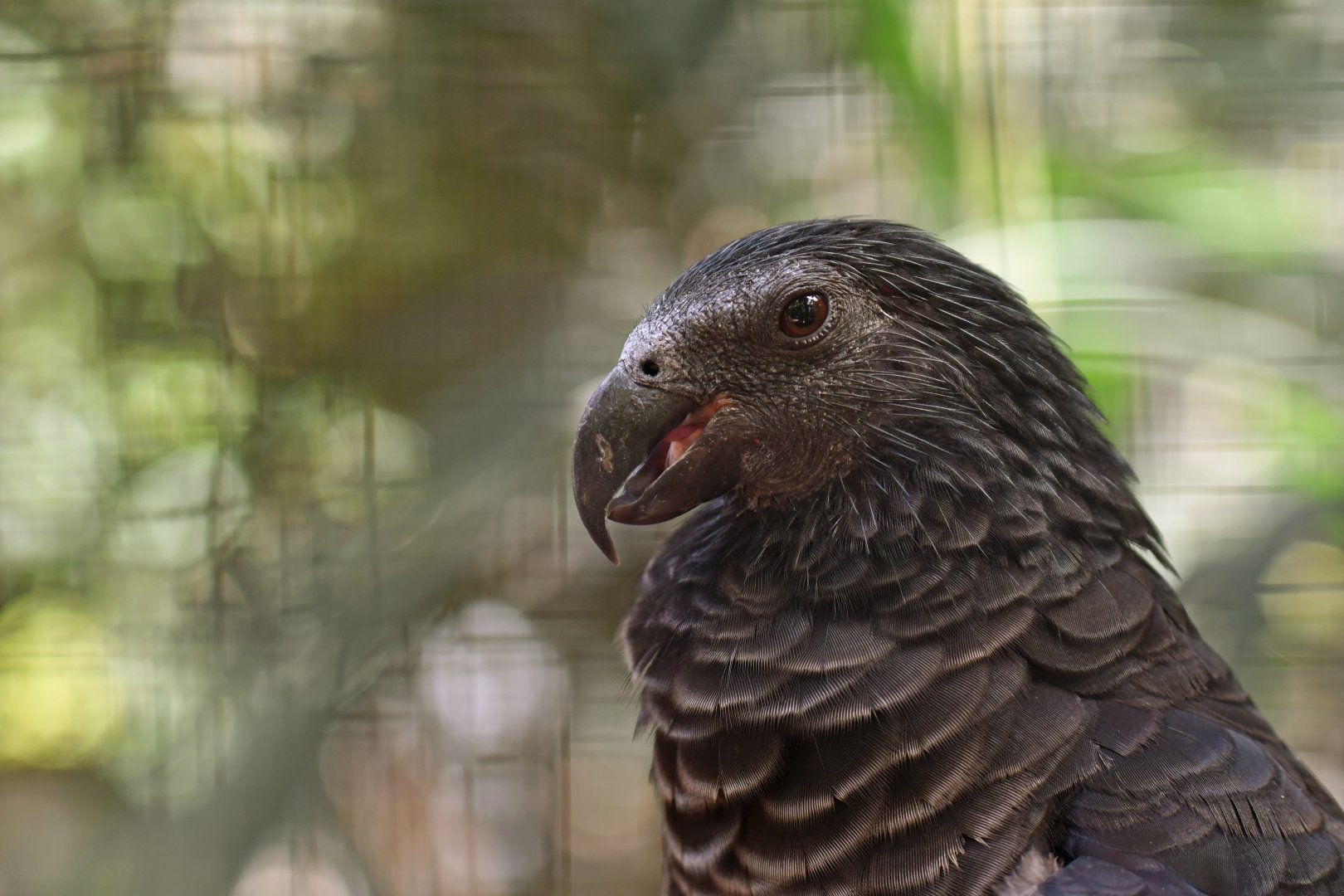 Pesquet's Parrot Psittrichas fulgidus