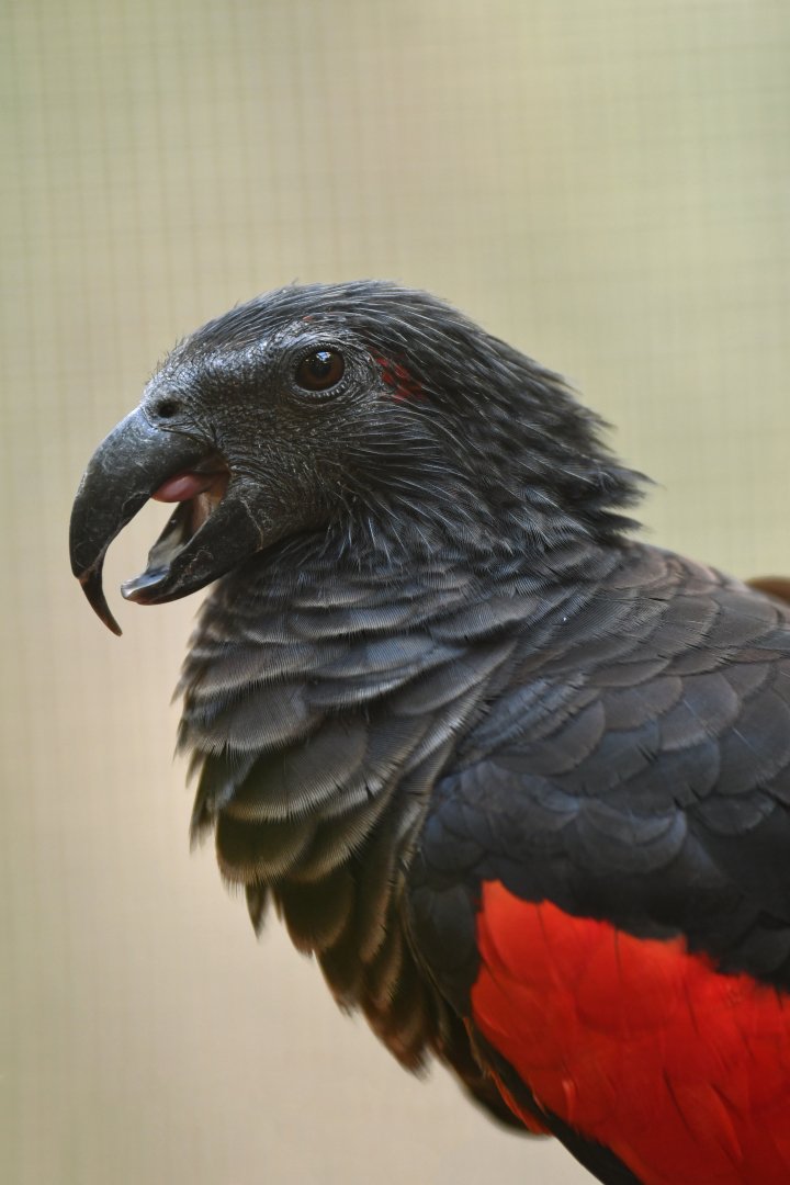 Pesquet's Parrot Psittrichas fulgidus