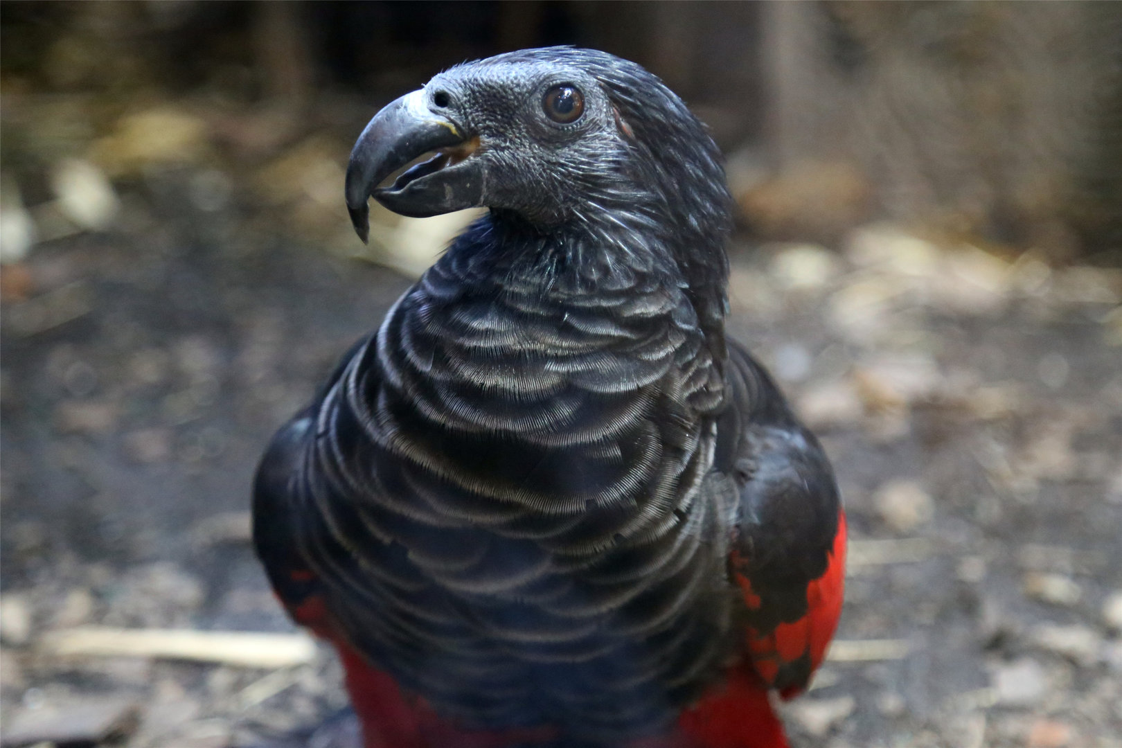 Pesquet's Parrot (Psittrichas fulgidus)