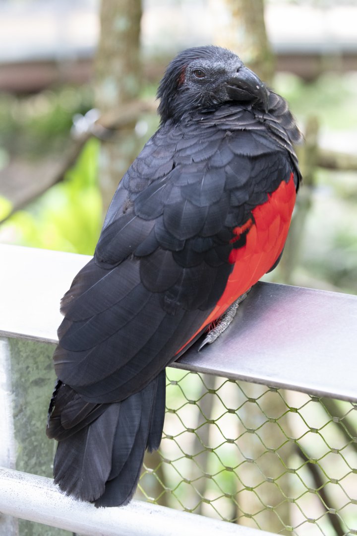 Pesquet's parrot (Psittrichas fulgidus)