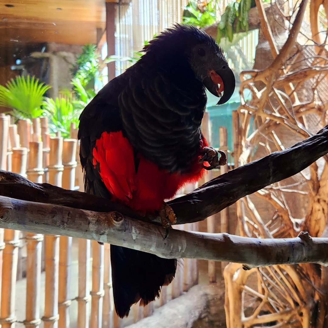 Pesquet's Parrot (Psittrichas fulgidus)