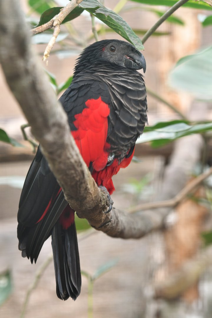 Pesquet's Parrot Psittrichas fulgidus