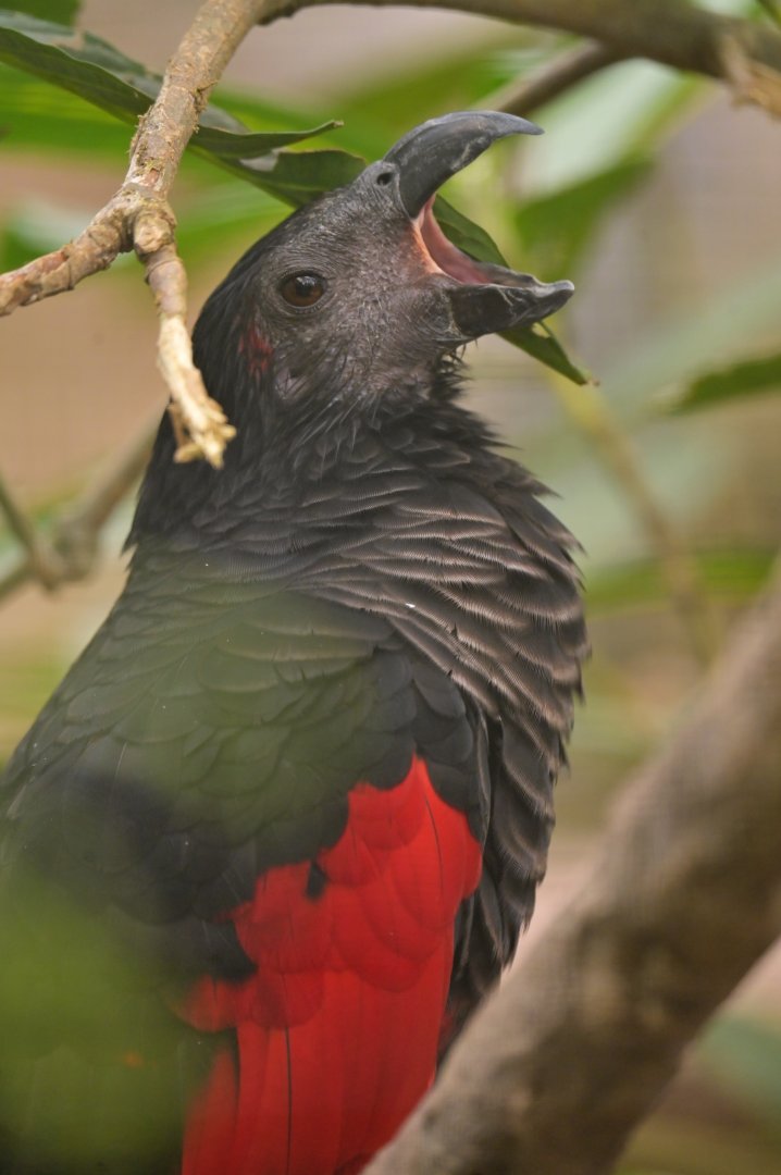 Pesquet's Parrot Psittrichas fulgidus