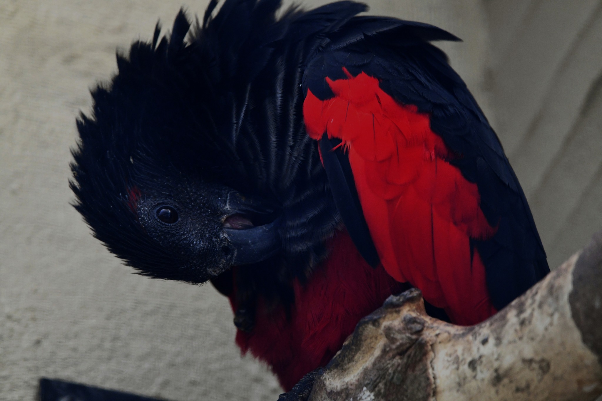 Pesquet's Parrot - Psittrichas fulgidus