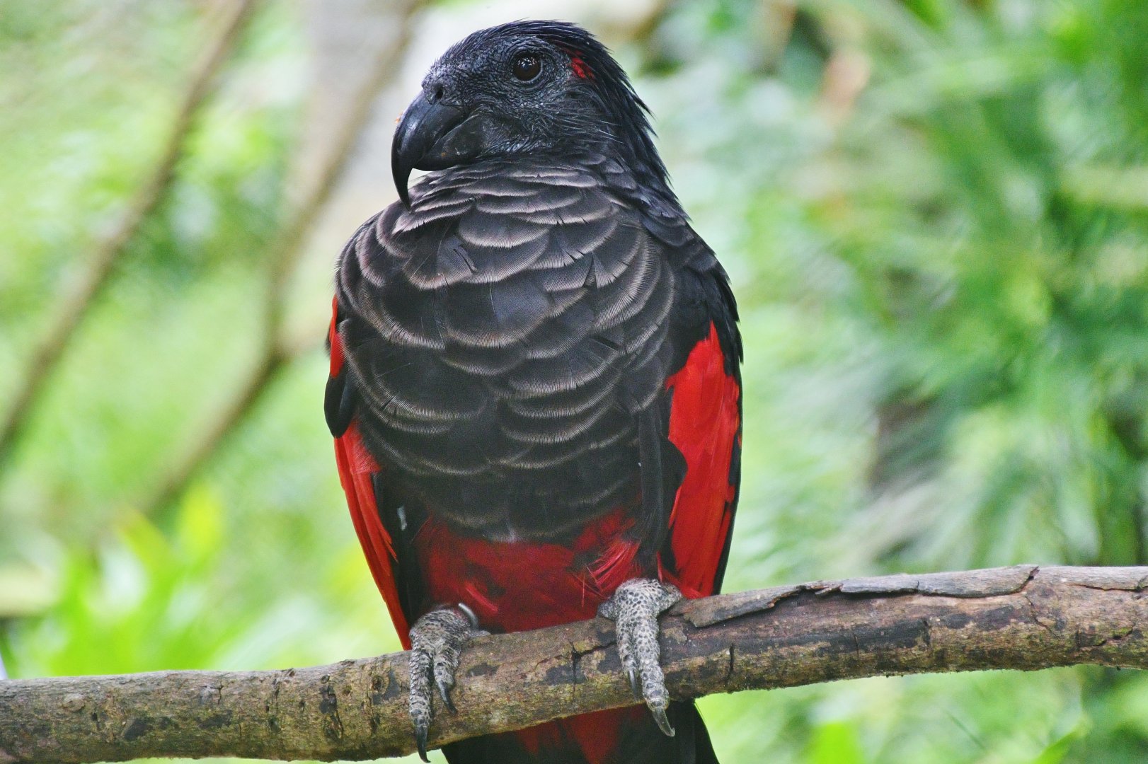 Pesquet's Parrot (Psittrichas fulgidus)