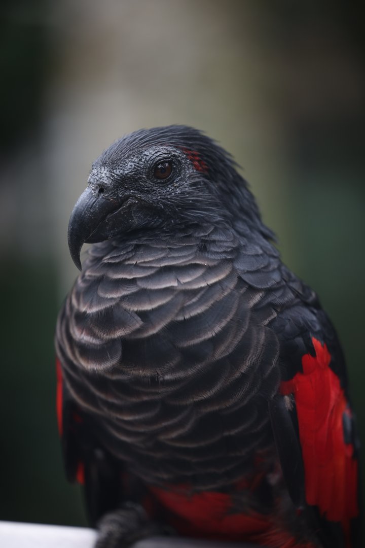 Pesquet's Parrot (Psittrichas fulgidus)