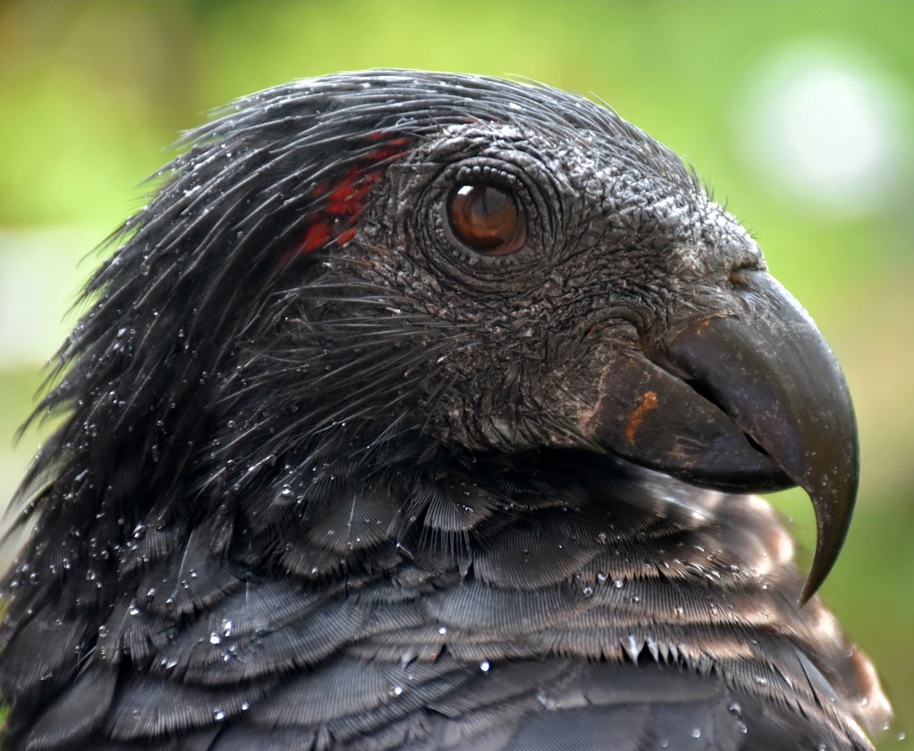 Pesquet's Parrot (Psittrichas fulgidus)