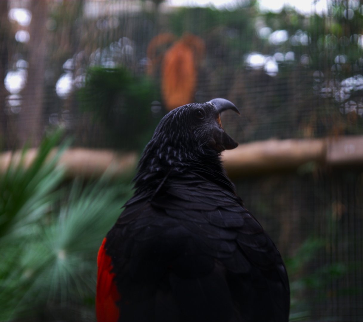 Pesquet's Parrot (Psittrichas fulgidus)