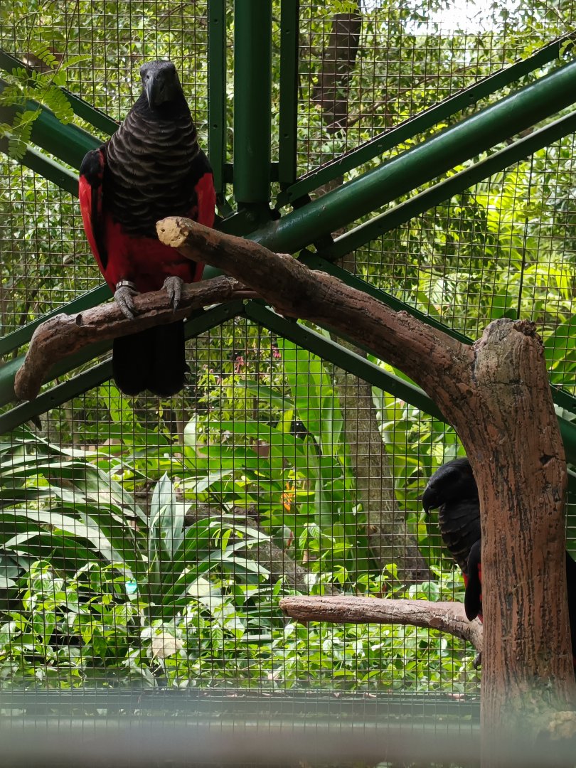 Pesquet's Parrot (Psittrichas fulgidus)
