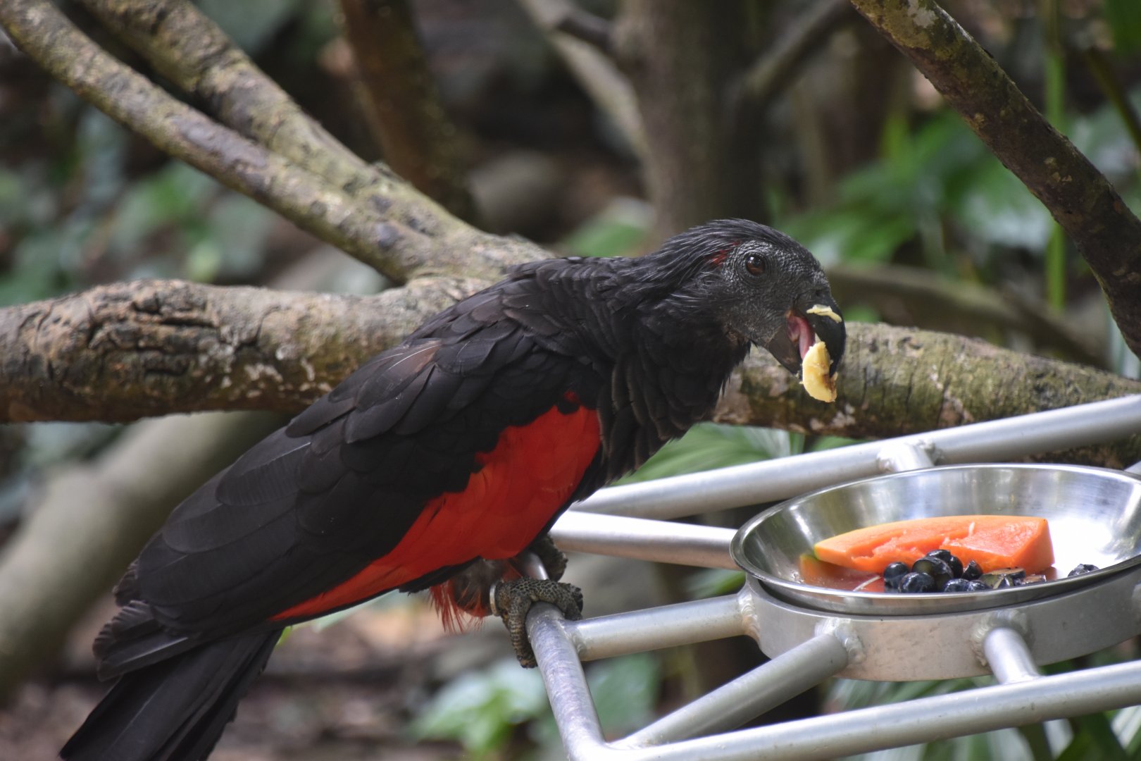Pesquet's parrot, Psittrichas fulgidus