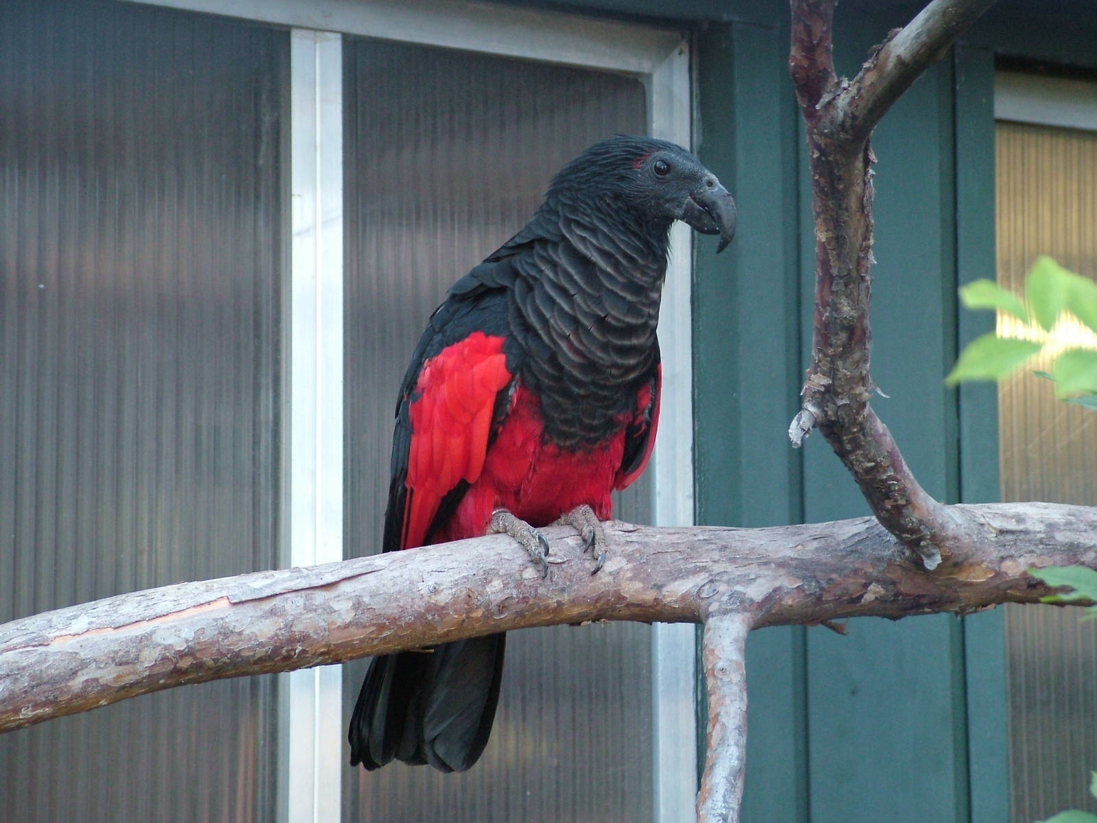 Pesquet's Parrot (Psittrichus fulgidus) at Wilhelma, Stuttgart 2006