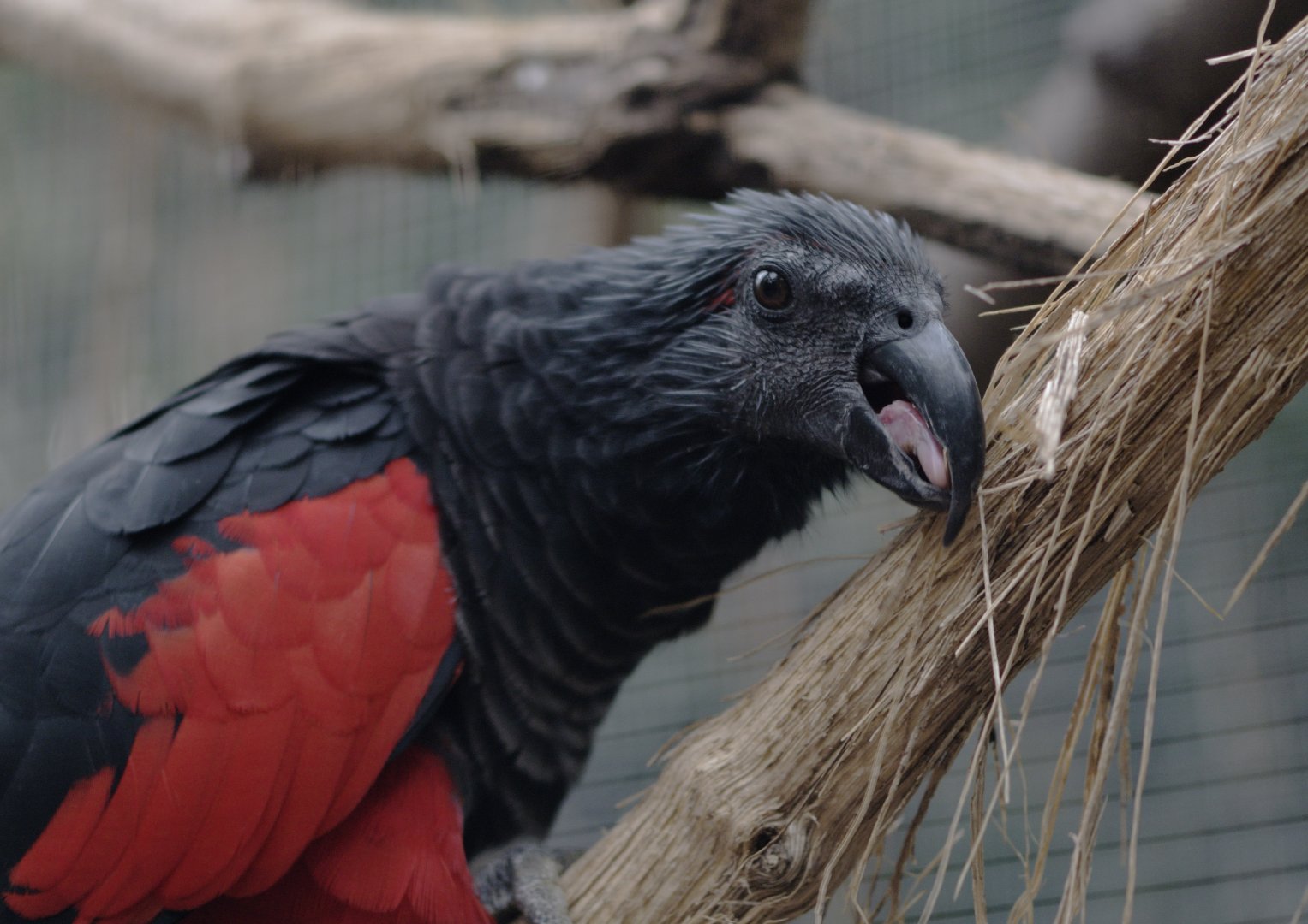 Pesquet's parrot screeching