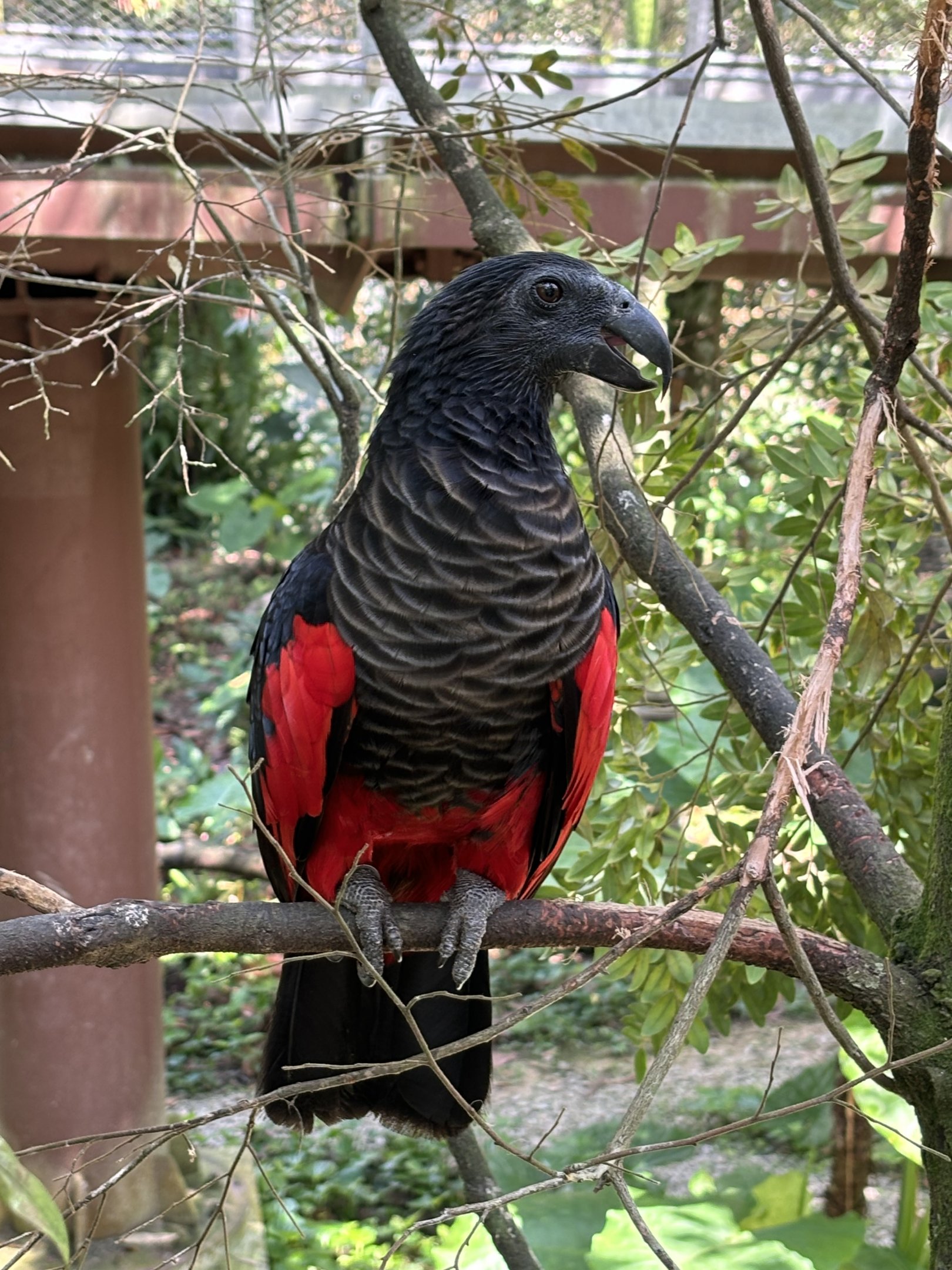 Pesquet’s Parrot - Songs of the Forest Aviary