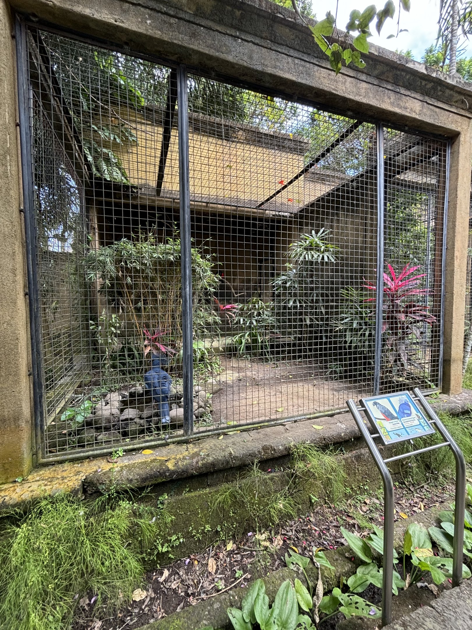 Pesquet’s Parrot + Victoria Crowned Pigeon Aviary