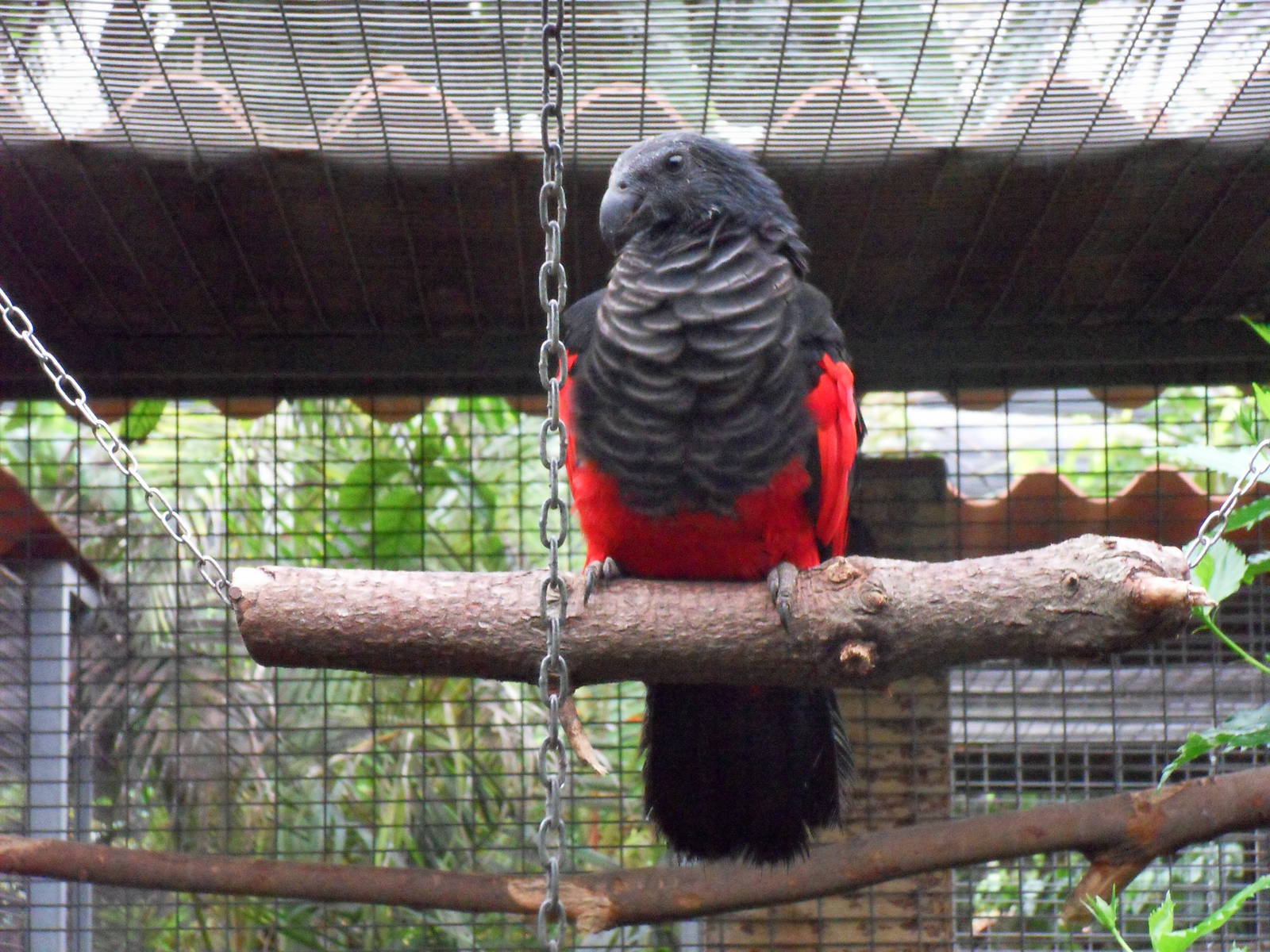 Pesquet's Parrot
