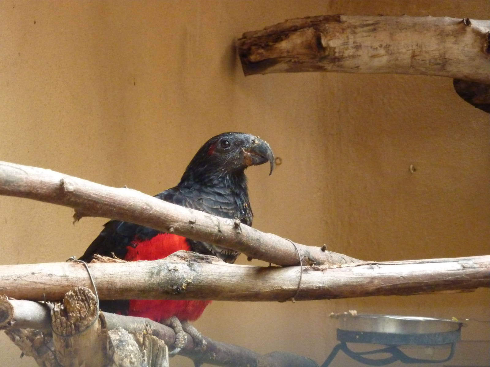 Pesquet's parrot