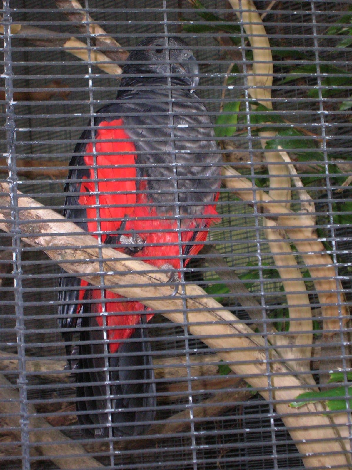 Pesquet's Parrot