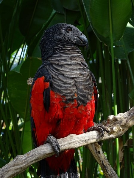 Pesquet's parrot