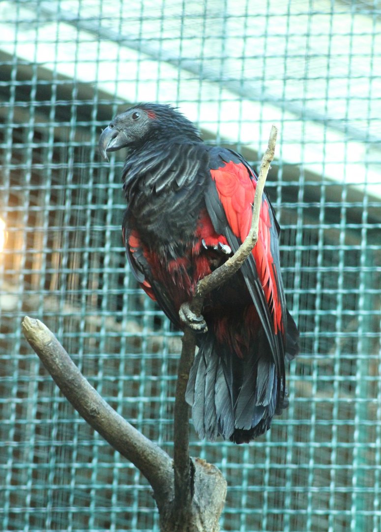 Pesquet's parrot