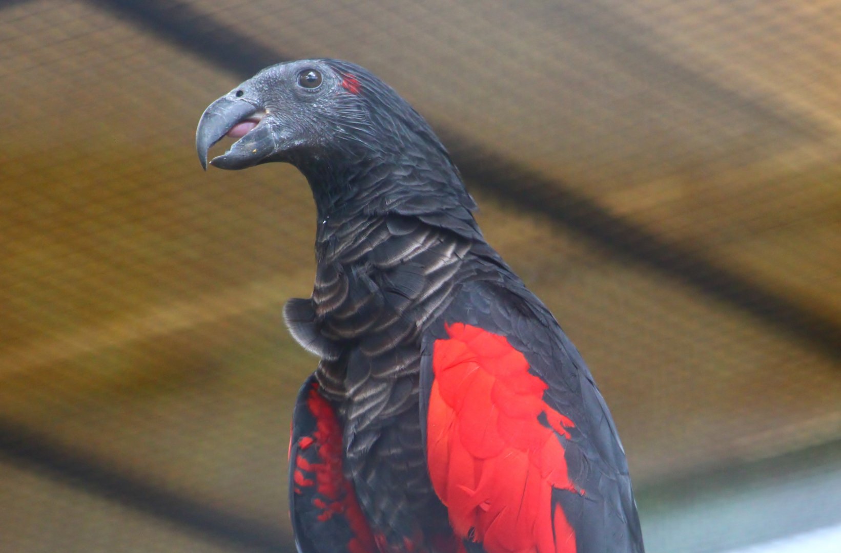 Pesquet's Parrot