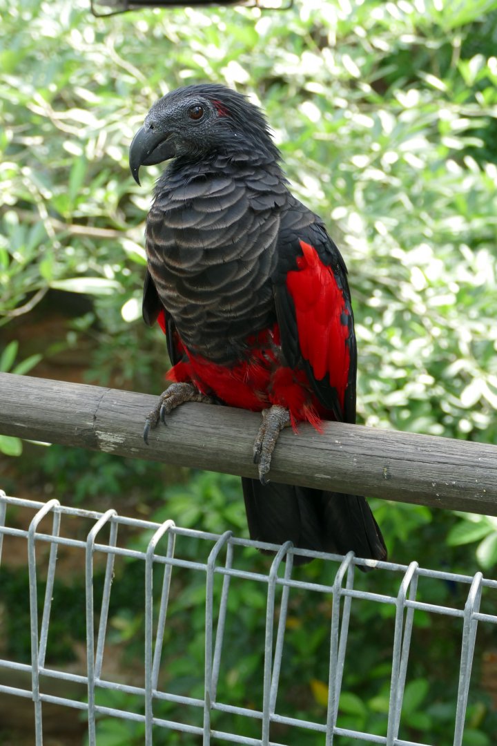 Pesquet's parrot