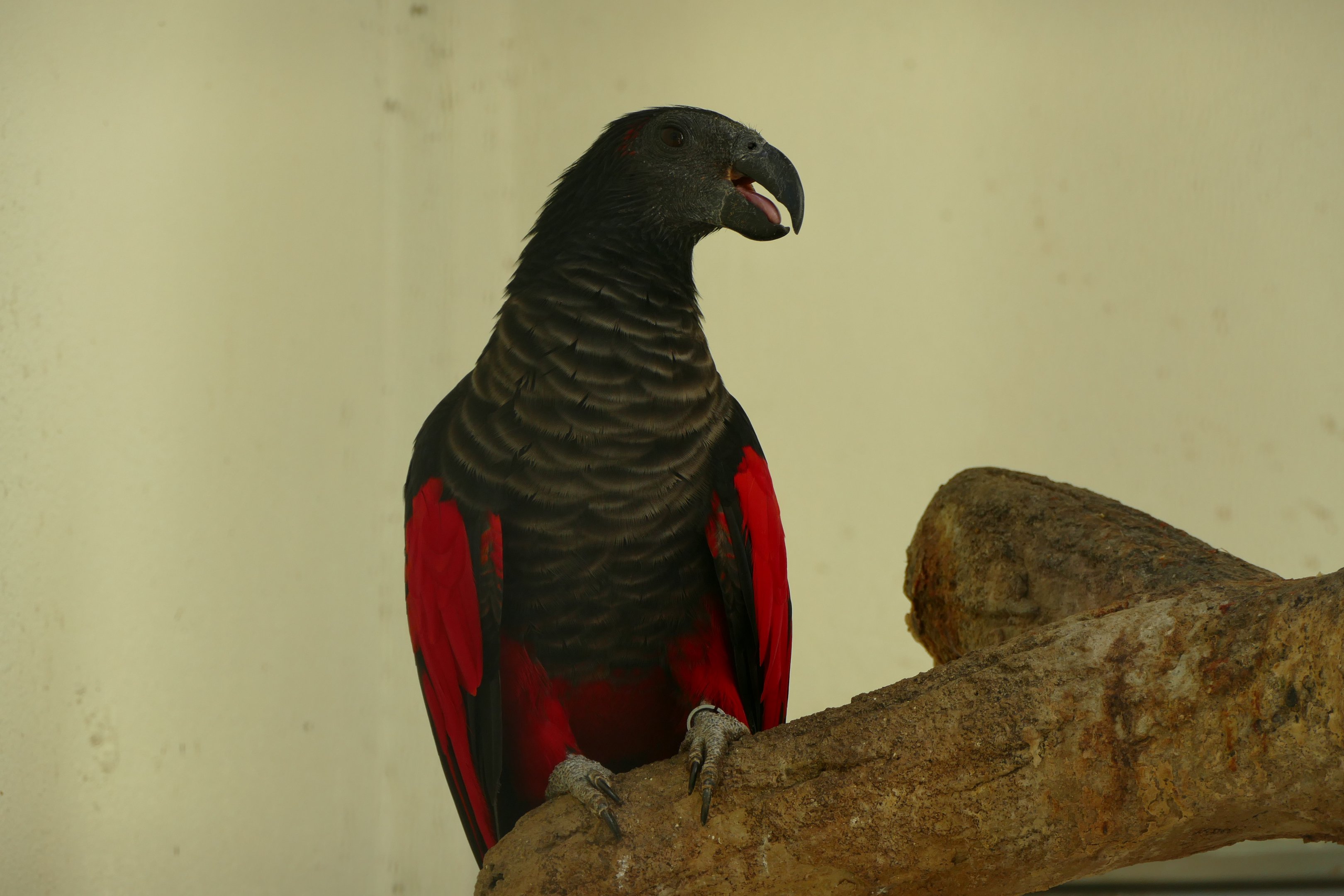 Pesquet's parrot