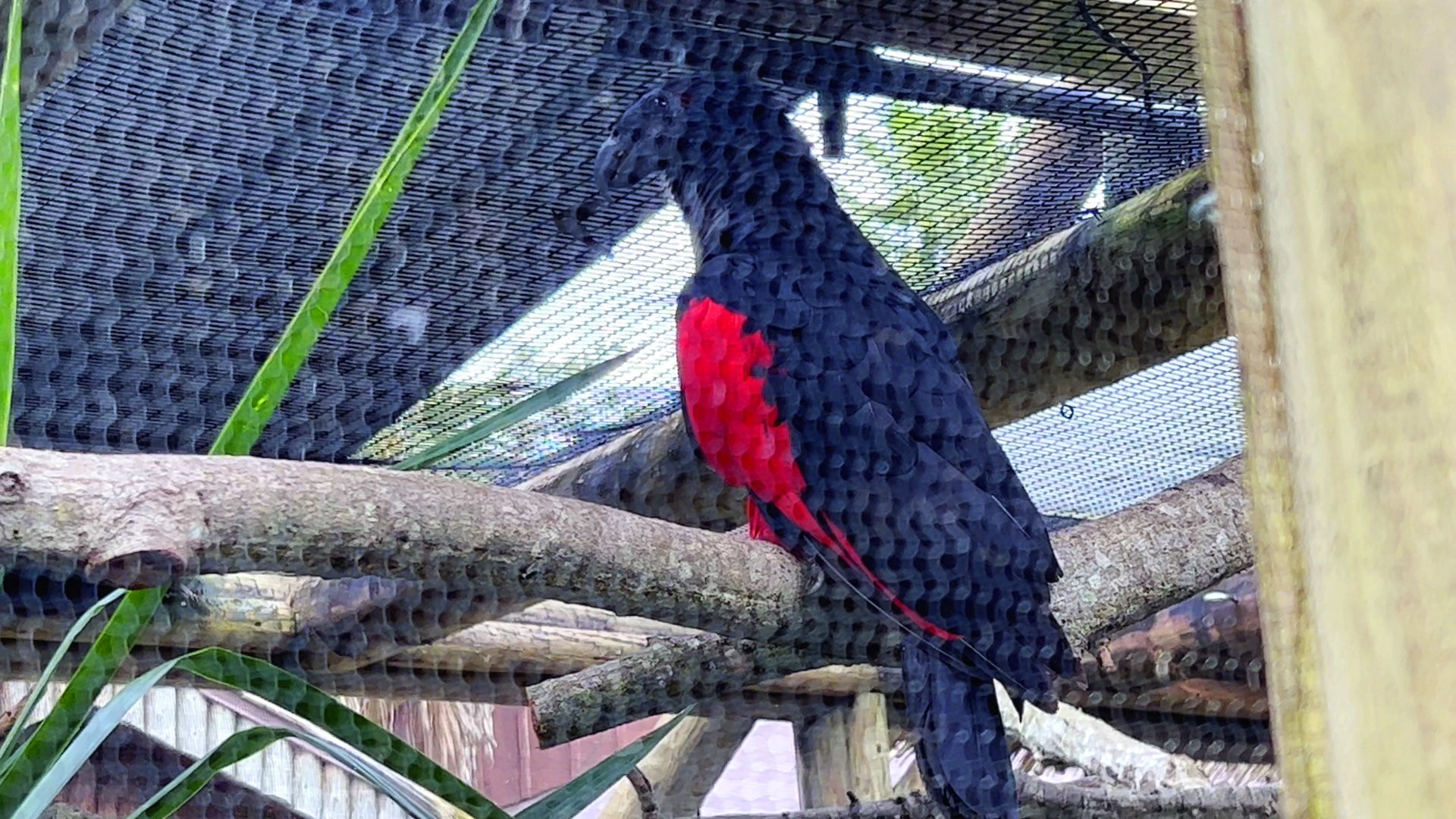 Pesquet's Parrot