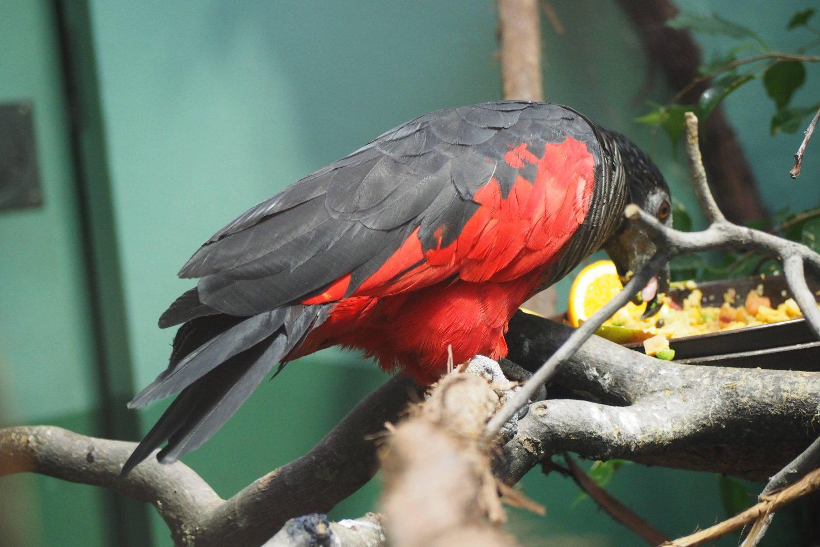 Pesquet's parrot