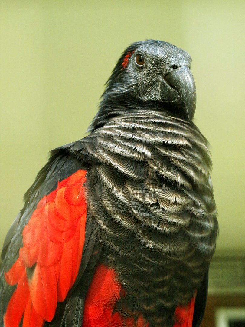 Pesquet's parrot