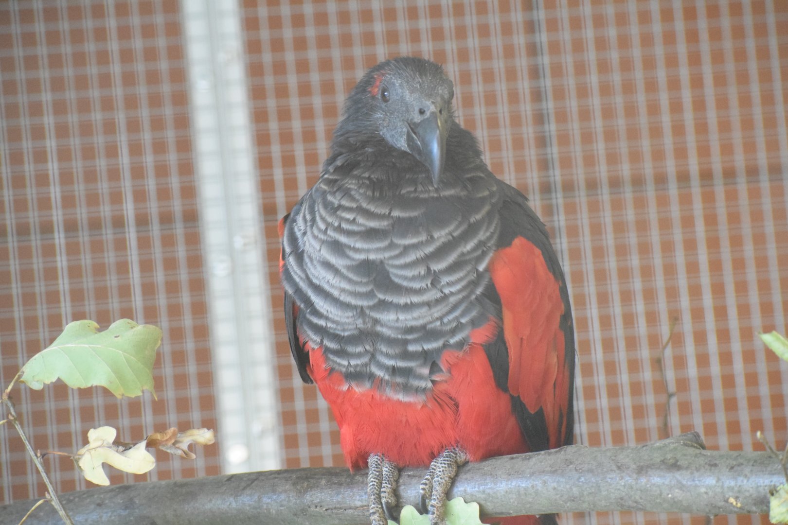 Pesquet's parrot