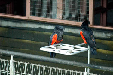 Pesquet's Parrots, Jurong BirdPark
