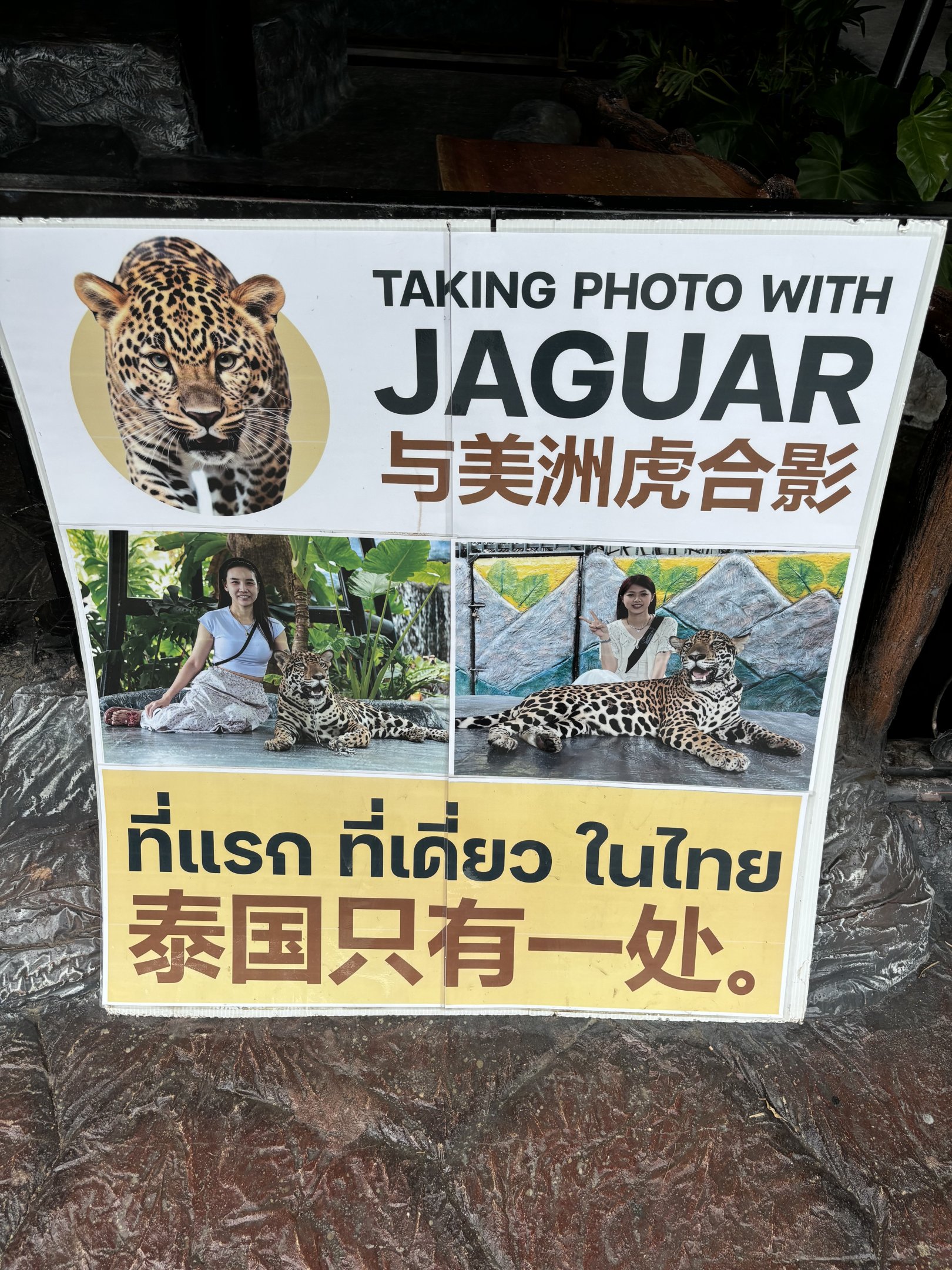 Pet a Jaguar! - Lion Park