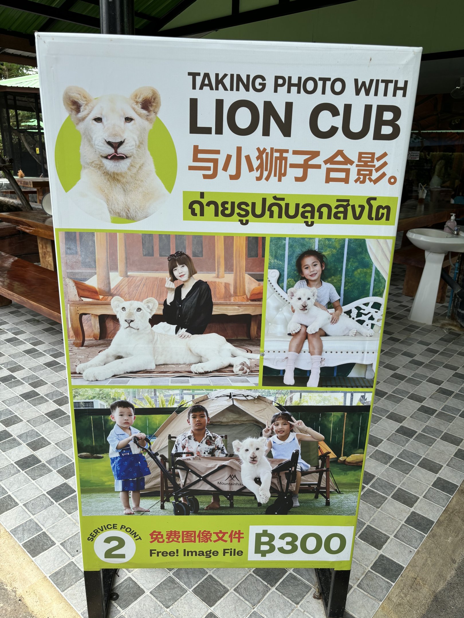 Pet a Lion Cub! - Lion Park