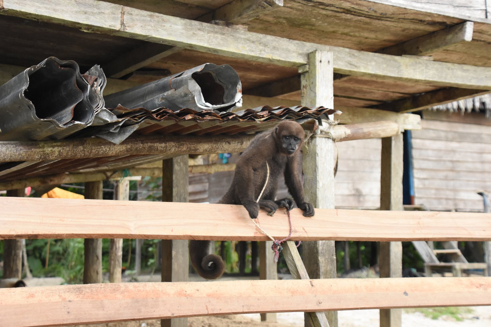 Pet Common Woolly Monkey (Lagothrix lagothricha)