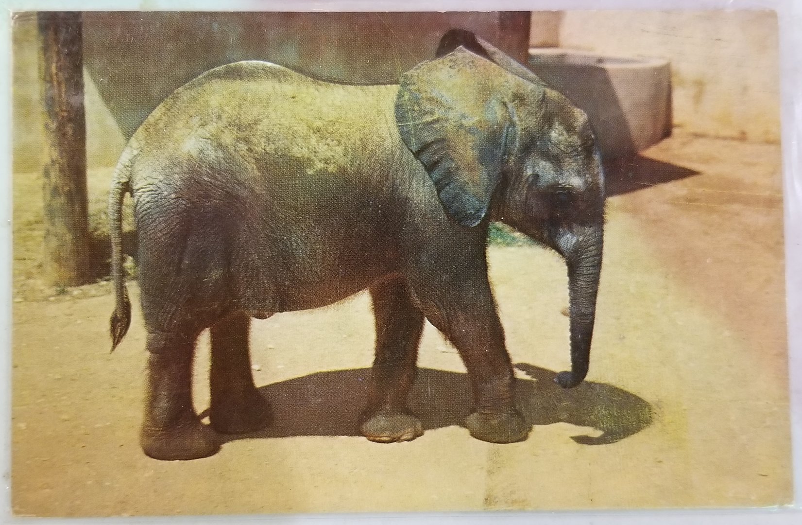 "Petal" (African bush elephant)