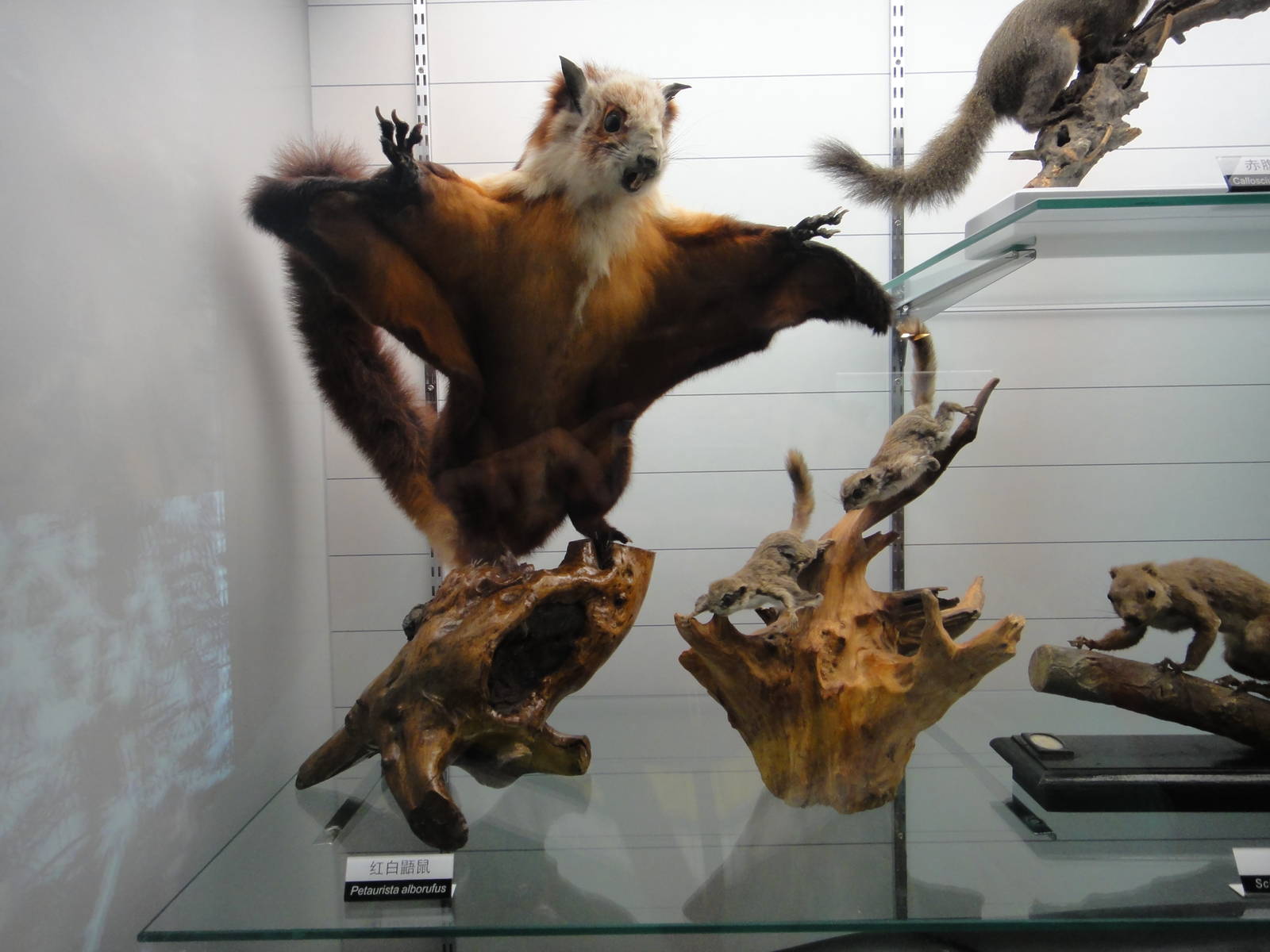 Petaurista alborufus