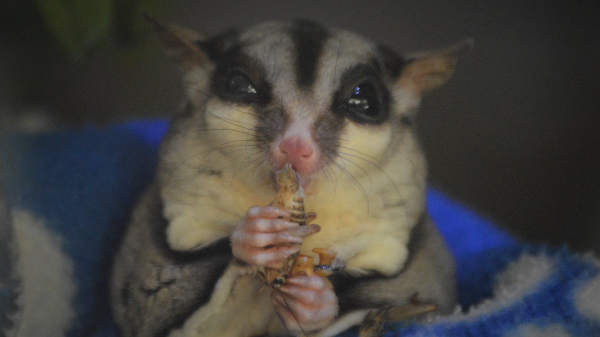 Petaurus breviceps munchin'