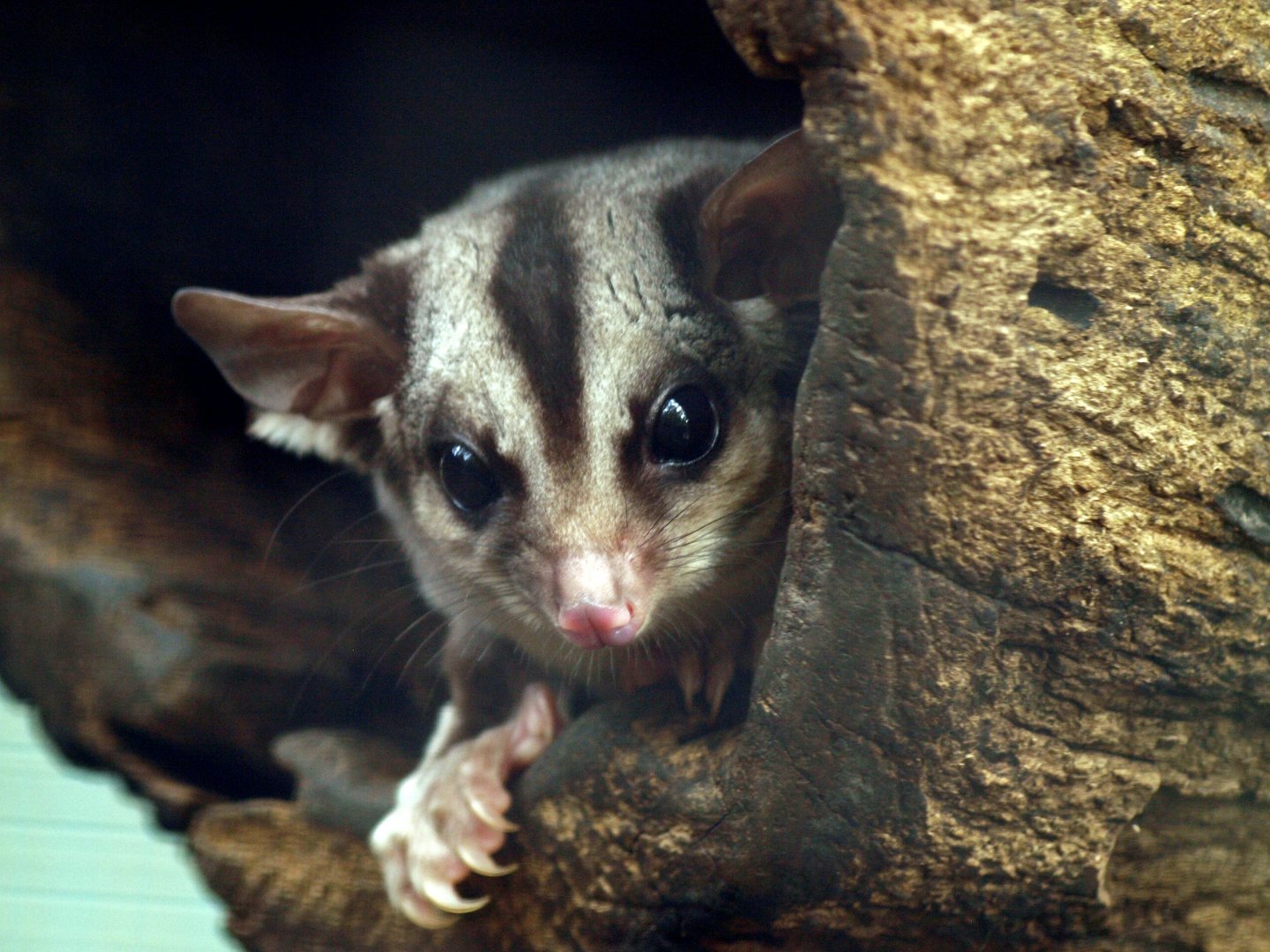 Petaurus norfolcensis