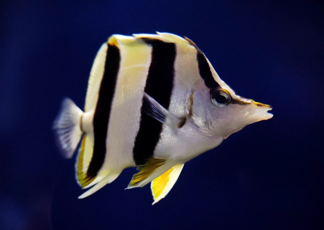 Pete Basabei's Butterfly Fish