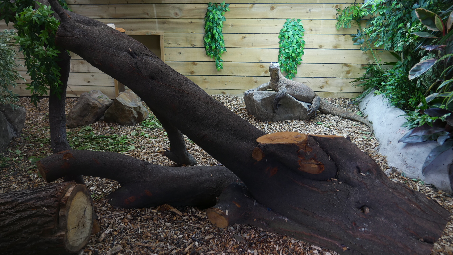 Pete the Dragon in his new Enclosure