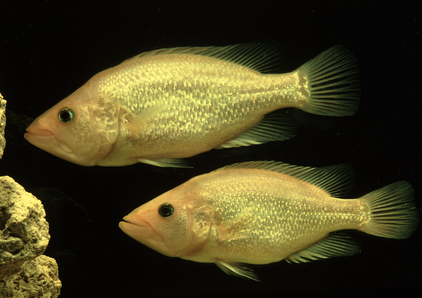 Petenia splendida pair