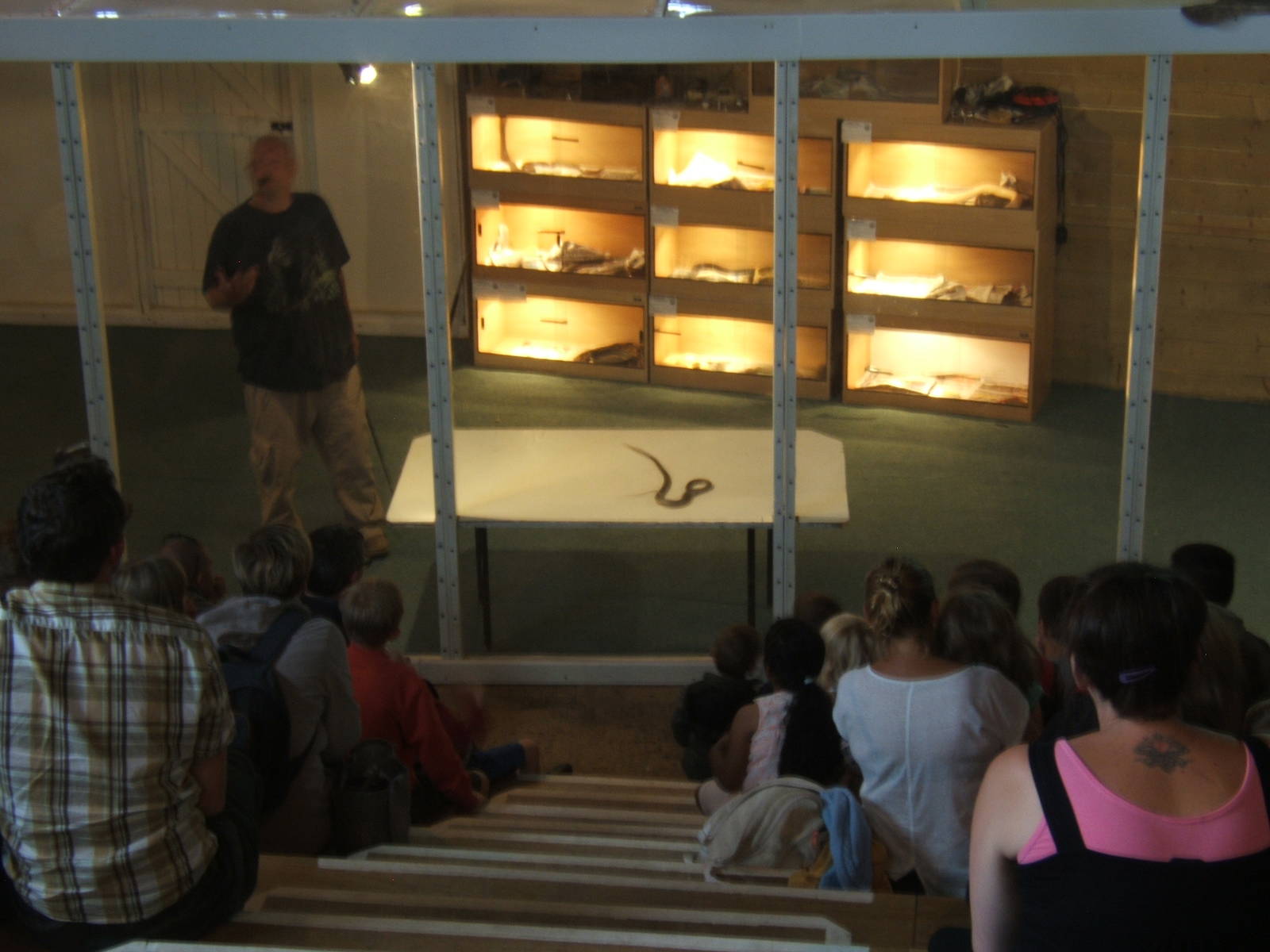 Peter Blake doing a venomous snake demo with a Papuan Taipan